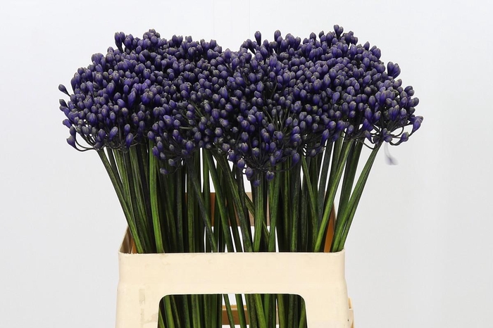 <h4>Agapanthus Intermedius</h4>