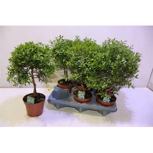 Myrtus Com