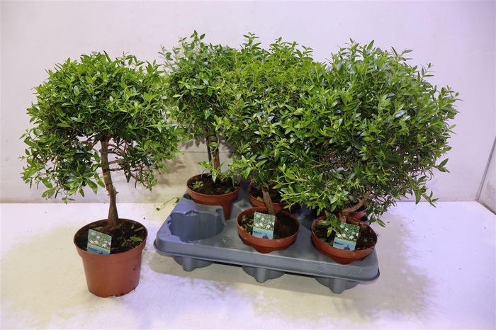 <h4>Myrtus Com</h4>