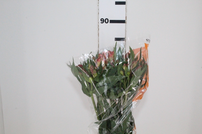 <h4>ALSTROEMERIA MILOS 080 CM</h4>