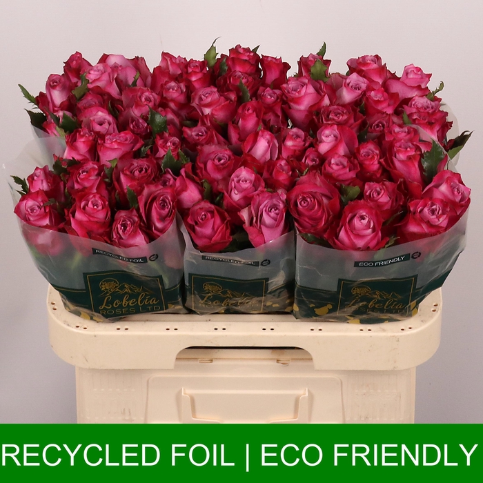 <h4>R GR DEEP PURPLE</h4>