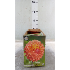 Dahlia   ...flowerbulbs