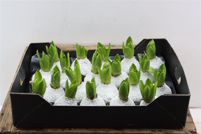 <h4>Wax Hyacinth Snow Wit</h4>