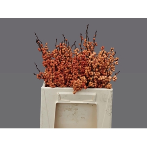 ILEX VERTICILLATA WINTER GOLD