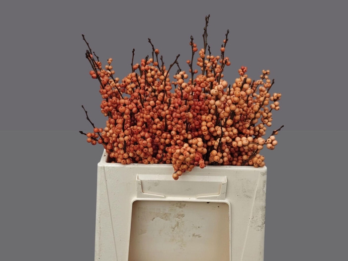 <h4>ILEX VERTICILLATA WINTER GOLD</h4>