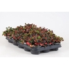 GAULTHERIA PROCUMBENS