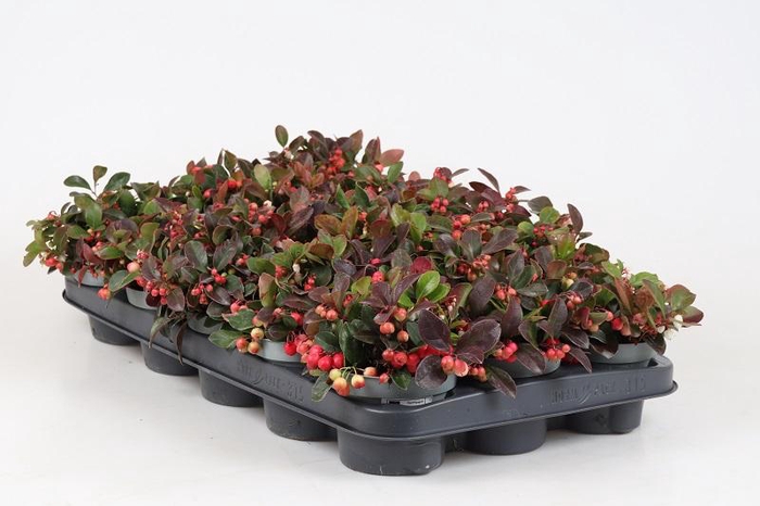 GAULTHERIA PROCUMBENS