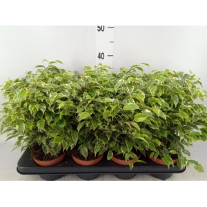 Ficus benja. 'Kinky'