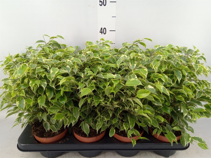 <h4>Ficus benja. 'Kinky'</h4>