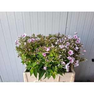 PHLOX EUROPA PHLOX P EUROPA