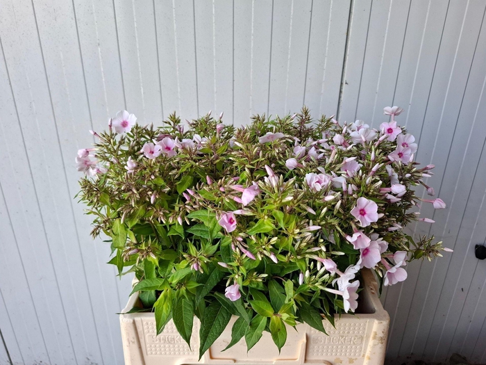 <h4>PHLOX EUROPA PHLOX P EUROPA</h4>