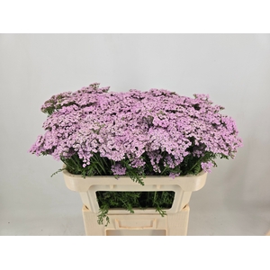 ACHIL M LILAC BEAUTY