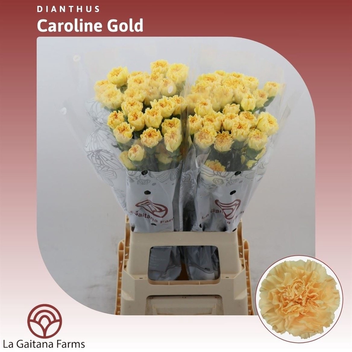 <h4>Dianthus St Caroline Gold</h4>