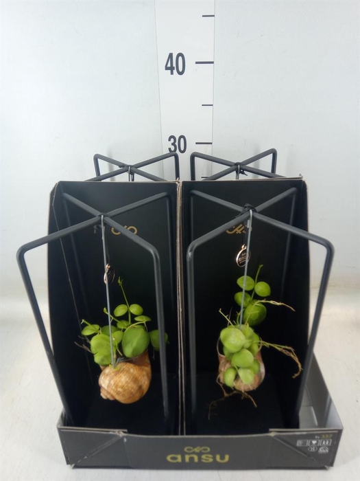 <h4>Dischidia nummul.</h4>