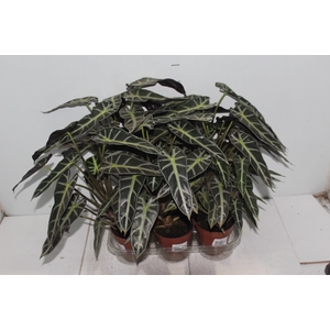 ALOCASIA PICOLLINI P12