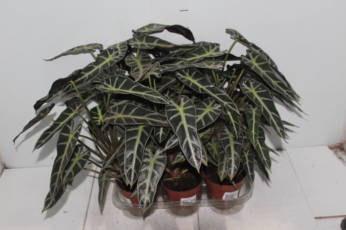 ALOCASIA PICOLLINI P12
