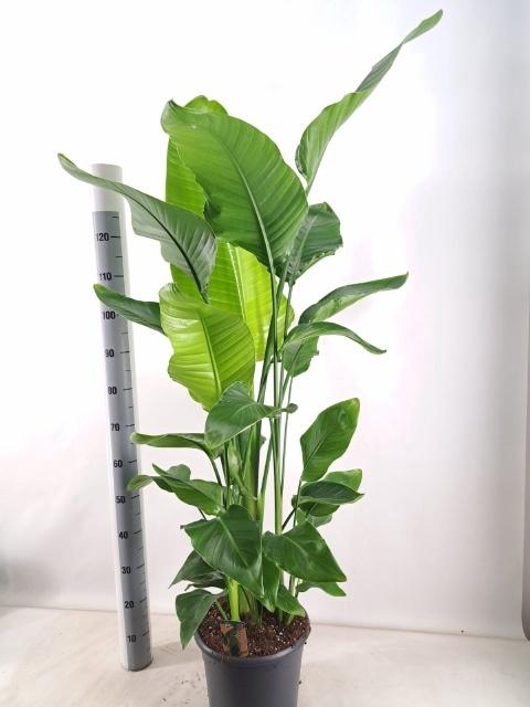 <h4>STRELITZIA NICOLAI</h4>