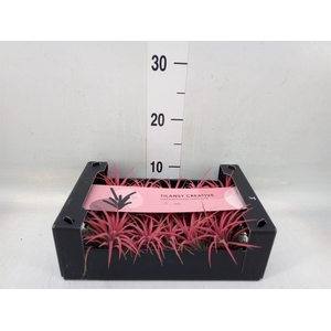 Tillandsia ionantha