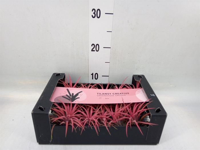 <h4>Tillandsia ionantha</h4>