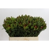 Leucadendron Goldstrike