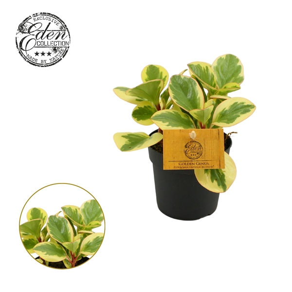 <h4>Peperomia Obtipan Bicolor 10,5cm</h4>