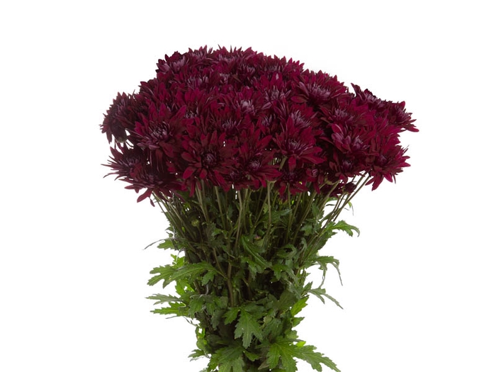 <h4>CRISANTEMO GABRIELLA 080 CM</h4>