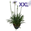 Agapanthus 7 stek blauw pot 32 grootbl. knoppen boven gewas