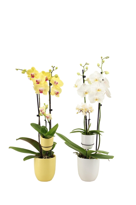 <h4>Hugo Citrus/White Phal Geel/Wit 2T + Tiny Dolls 2T</h4>