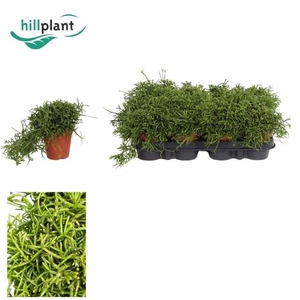 RHIPSALIS BA OASIS
