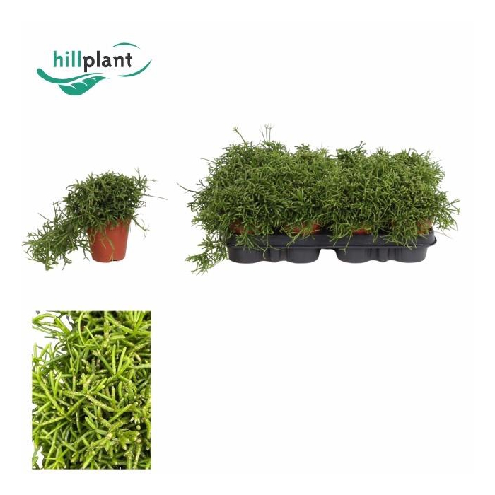 <h4>RHIPSALIS BA OASIS</h4>
