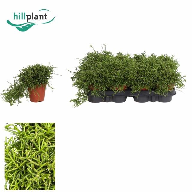 RHIPSALIS BA OASIS