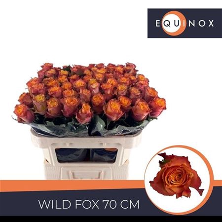 <h4>R Gr Wildfox</h4>