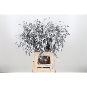 Chasmantium Kl Bh Zilver