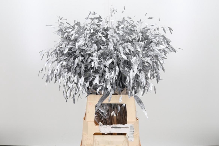 <h4>Chasmantium Kl Bh Zilver</h4>