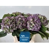 Hydrangea verena blue classic