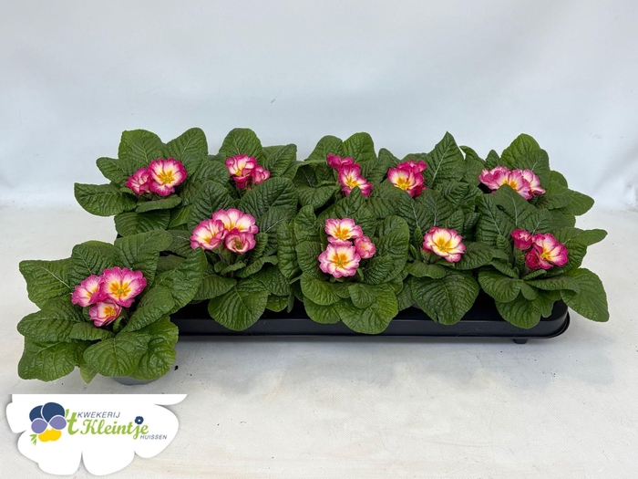 <h4>PRIM VU BELARINA OV</h4>