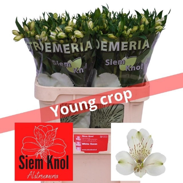 <h4>Alstroemeria white swan</h4>