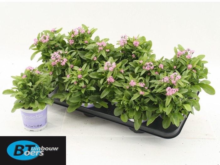 arr8 Myos Sy Mon Ami Pink