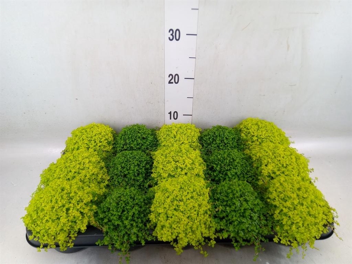<h4>Soleirolia soleirolii   ...mix 2</h4>