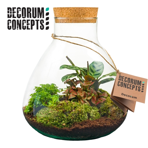 <h4>Terrarium Erlenmeyer medium (Decorum concepts)</h4>