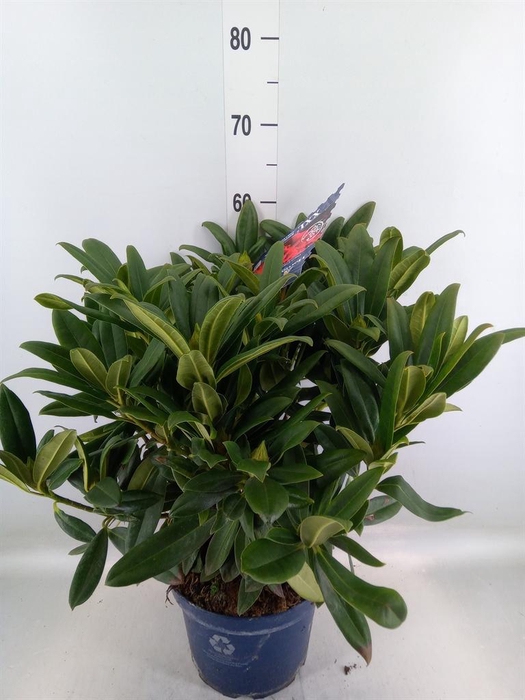 <h4>Rhododendron  'Rhodo Red Devil'</h4>
