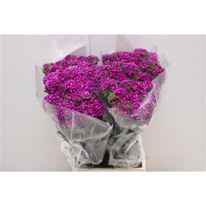 Di Barb Viola Fantasia