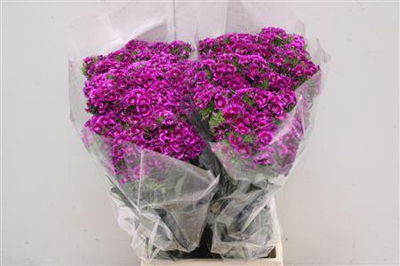 <h4>Di Barb Viola Fantasia</h4>