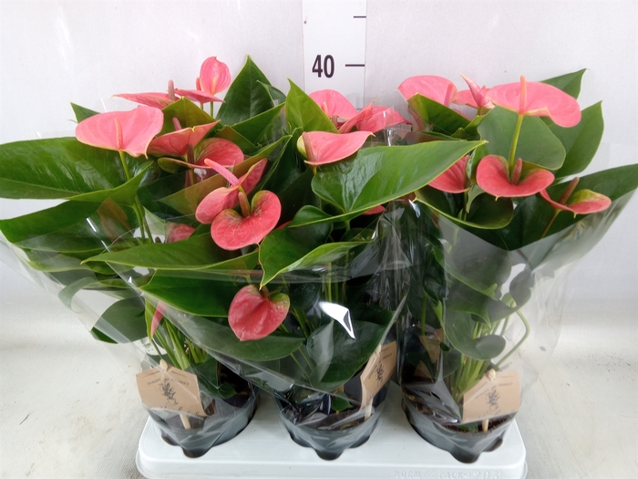 <h4>Anthurium andr. 'Sweet Dream'</h4>