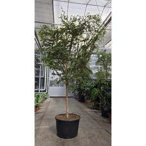 Overig planten