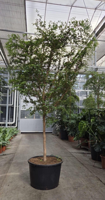 <h4>Overig planten</h4>