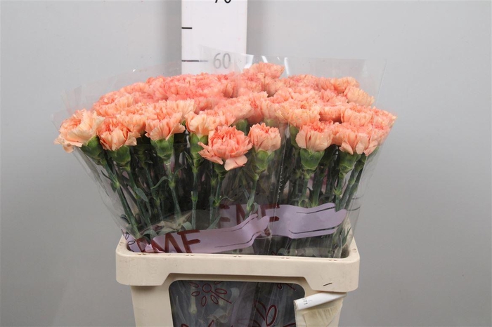 <h4>Di St Megan</h4>