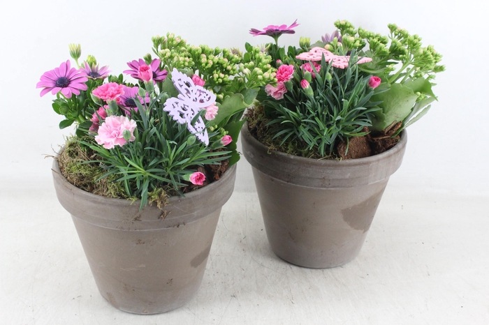 <h4>arr4 Outdoor MB - Ker. bloempot choco</h4>