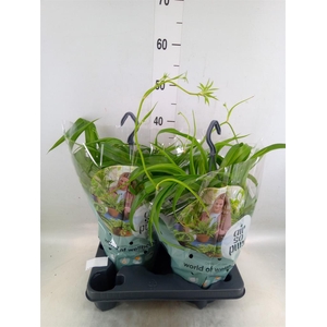 Chlorophytum com. 'Green Bonnie'