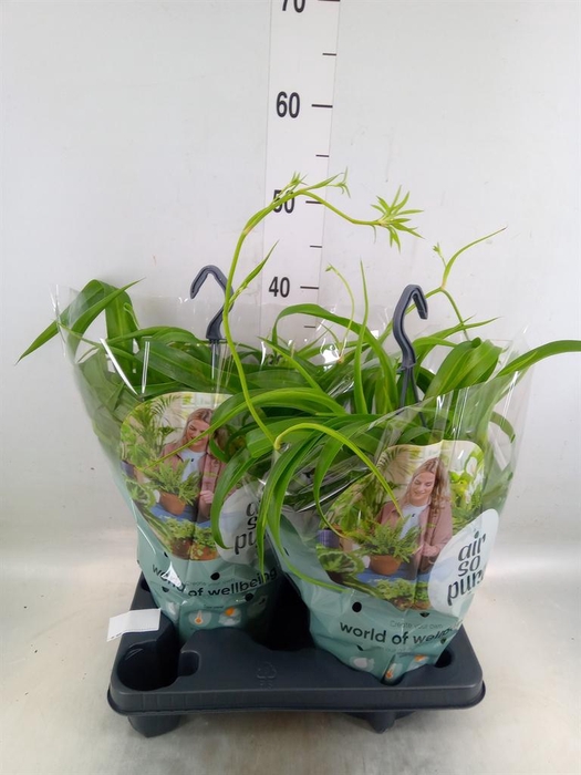 <h4>Chlorophytum com. 'Green Bonnie'</h4>